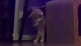 Hard Rock Cat