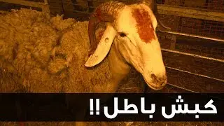 كيفاه تدي كبش باطل ؟!  | Gang 4 Ever