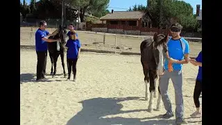 Psicoterapia y coaching asistido por caballos