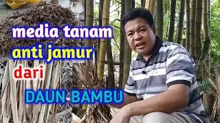 Cara Membuat Media Tanam Berkualitas Dari Daun Bambu