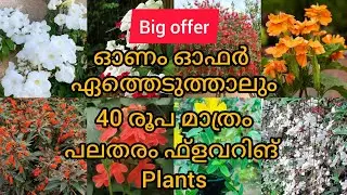 40 രൂപ മാത്രം വിലയുള്ള ചെടികൾ ഓണം big offer#vava's home garden#plant sale#wayanad#viral