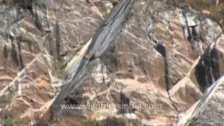 Snow Pigeons flying along a Himalayan cliff