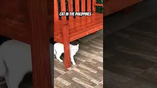 White Cat #philippines #adayinmylife #trending #cat  #shorts #cats #catlover #catvideos #viral #cats
