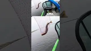 Стандартный Стандарт