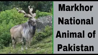 Markhor National Animal of Pakistan The Beauty of Pakistan | Pyara Pakistan Tv