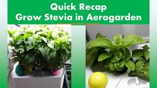 [Recap] Grow Stevia in Aerogarden Harvest Hydroponics System, A healthy sweetener, dehydrate