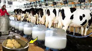 Modern Cow Farming Technology & Produce Milk, Cheese & Butter in Factory