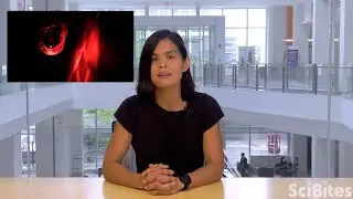 NIH SciBites: A Deep Dive Into the Brain&rsquo;s Alert System