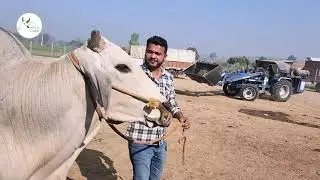 “हरियाणा की श्रेष्ठ गायों से भरा Arth Farm  - तमिलनाडु सरकार की पसंद”