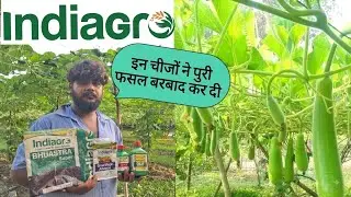 Indiagro 💯 indiagro product super result 👌 bhuastra super grow magic Olif  mi proud @Indiagro9 