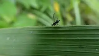 Black Scavenger Fly unknown, Sepsidae indet, Senator Ninoy Aquino, Mindanao, Philippines 10 Aug 2023