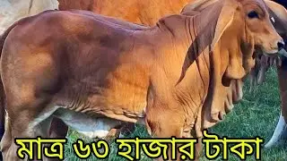 সুপার কোয়ালিটির ইন্ডিয়ান শাহীওয়াল গরু শুধু অনলাইনে অর্ডার দিলেই আপনার বাসায় পৌঁছে যাবে 