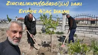 Zincirlikuyu(Gördoğlu) daki Evime Aģaclar Diktim-2025