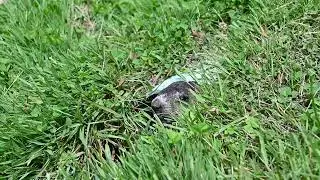 Baby Groundhog Semi-Face Reveal