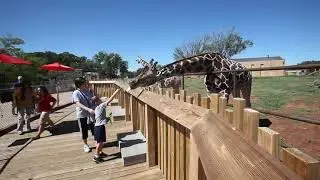 Feed the giraffes at the Oklahoma City Zoo (2011-09-06)