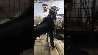 @Hyderabadi@male@Afghan@breed@line@
