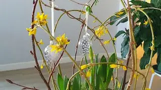 Spring Bulb Bowls. Using greenery from the garden to decorate and support often top-heavy blooms.