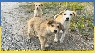 This Is How a Pack Of Stray Puppies Asks For Help 🥺🐾