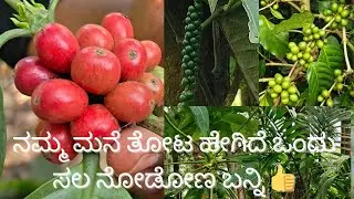 ನಮ್ಮ ಮನೆ ತೋಟದಲ್ಲಿ ಏನೇನ್ ಇದೆ ನೋಡ್ಕೊಂಡ್ ಬನ್ನಿ | Coffee | pepper | Ginger | Papaya  | Areca |fruits |