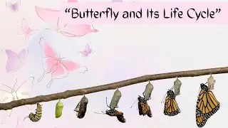 “Butterfly and Its Life Cycle”