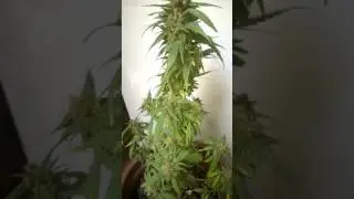 Cultivo Auto Outdoor
