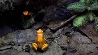 Phyllobates Terribilis 'orange blackfoot' Wrestling
