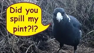 Magpies come for bales; Dad scores the best bale of the day – Australian birds