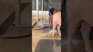 The shepherds regularly clean the buffalo dung with water#buffalo #dung #farming #foryou #shorts