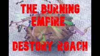 Fire Ants Devower Food Offering!!