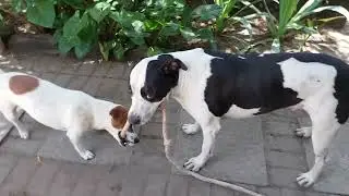 Jack Russel vs Pitbull