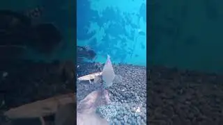 aquarium fish mela in dwarka sector 11 complex #viral #reels #video #plz_subscribemychannel #shorts