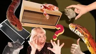 A Documentary about Corn Snakes - A College Project