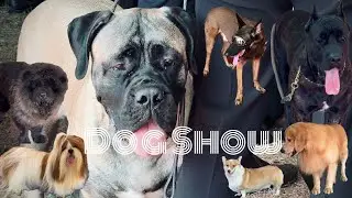 India's Biggest Dogshow | Kennel Club Of India | Dec 2024 | Thrissur | 4K | The Carguy | 91|