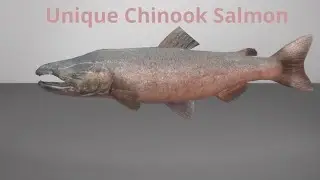 Fishing Planet unique Chinook Salmon