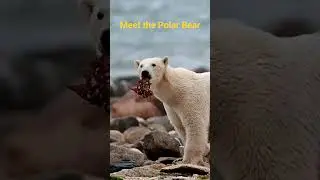 🐻&zwj;❄️🐼Polar Bears and Climate Change🌏 A Race Against Time #animals #viral #trending #forest #bear