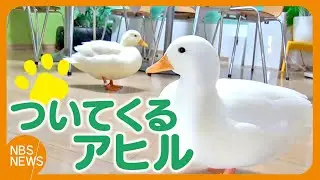 「親だと思ってついてくる」3羽のコールダック