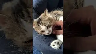 Our cat having a relaxing Saturday morning #cats #cat #catvideos