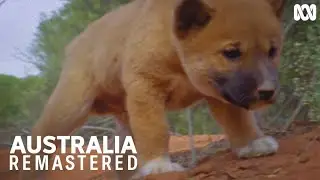 These cute dingo pups have a harsh life ahead of them | Australia Remastered