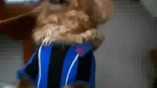 愛犬チョコの新技「反省」