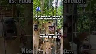 Heartbreaking Dog Rescue Shelter Struggles | 45 Dogs Need Help NOW💔 #animalrescue #rescuedog #reels