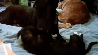 Foster Odin Last Chance Animal Rescue