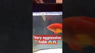 live fish feeding 😱😱 very aggressive fish 😨 #fish #aggressive #livefeeding