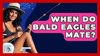 When Do Bald Eagles Mate? - Chasing Big Fish