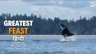 Greatest Feast - Hindi Documentary Video || Animal Animals ||