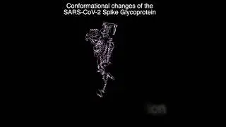 Conformational change of spike glycoprotein of SARS-CoV-2.