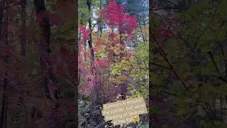 Fall in Sedona 😍🏜️🍁 #sedona #shorts #short #travel #hiking #adventure # #hikingadventure #arizona