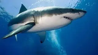 The secret of how a shark senses its prey