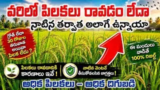 నాటిన కర్రలు నాటినట్టు గానే ఉన్నాయా,గ్రోత్ లేదా 100% రిజల్ట్స్ ఉన్న మందులు ఇవే 