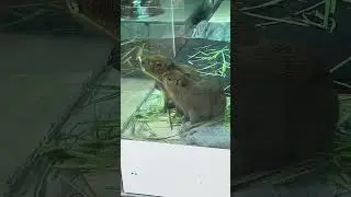 #capybara #animals #edit #cute #funny #animal