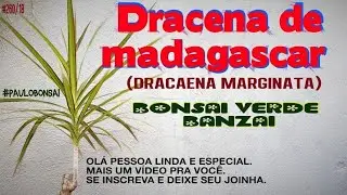 COMO PLANTAR E MULTIPLICAR A DRACENA DE MADAGASCAR(Dracaena marginata).